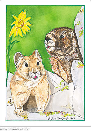 Greeting card about marmot art, Mt. Chiquita wildlife, Rocky Mountain National Park, Rocky mountain pika, humorous card, birthday card