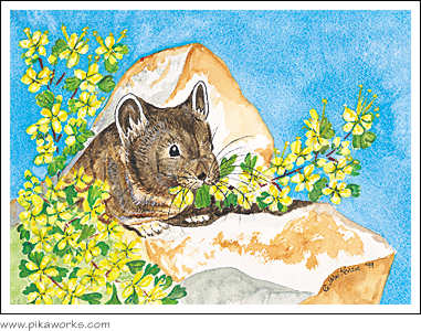 Greeting card about pika birthday greeting card, Bodie, California pika, ghost town pika, pika painting