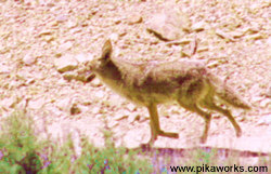 A coyote trotting down the path near Farley Pika's home.  Watch out!