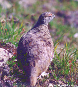 Ptarmigan in summer colors