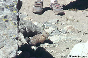 Pika started to cross the Cascade Canyon Trail as young boy came along.
