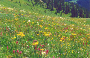 The field was blanketed with beautiful wildflowers.