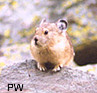 Pika on a rock watching us pass by.
