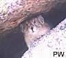 Pika peaking out of a crack to see who's passing by.