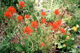 Indian paintbrush splashed red here and there.