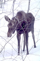 Molly in the twigs. Click for larger image.