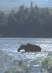 Lady moose in Maine lake