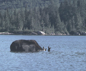 Maine moose dunking for dinner