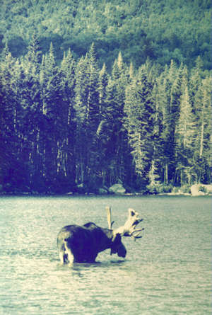 Big bull moose at Mt. Katahdin