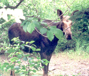 Maine moose gal wondering about the photographer